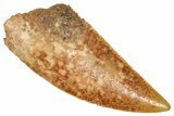 Serrated Raptor Tooth - Real Dinosaur Tooth #371470-1